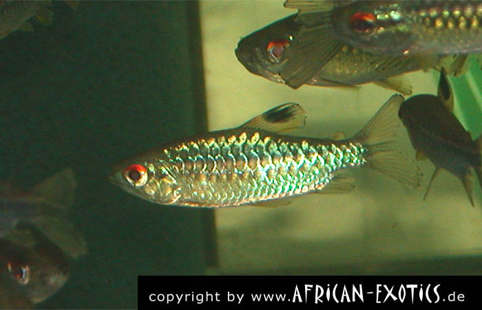 Arnoldichthys spilopterus